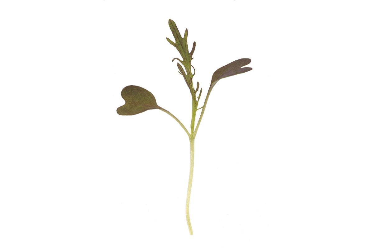 Mustard, Ruby Streaks – Microgreen Seed